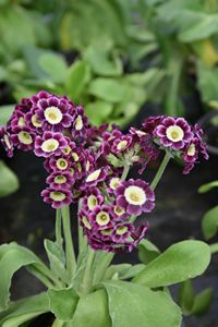 Primula x pubescens